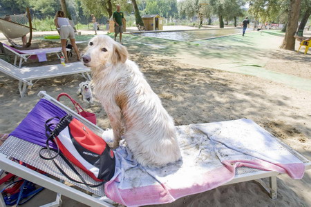 Steaming hot! Dog barks dog days