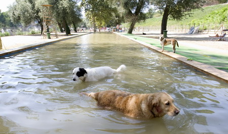 Steaming hot! Dog barks dog days