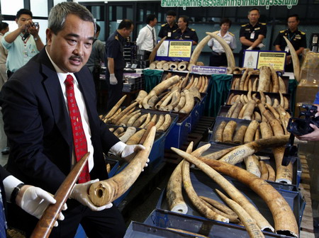Thai customs sizes 316 elephant tusks
