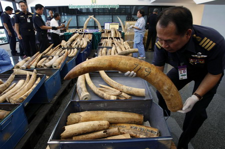 Thai customs sizes 316 elephant tusks