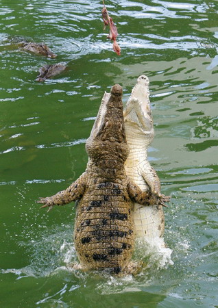 Crocodile park in Manila