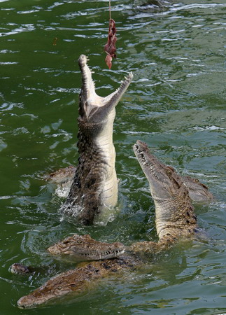Crocodile park in Manila