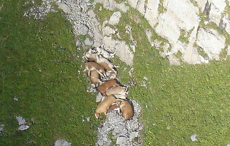 28 cows commit mass mooicide in Swiss Alps