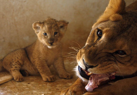 Lioness, one-month-old cubs at Jordan's zoo