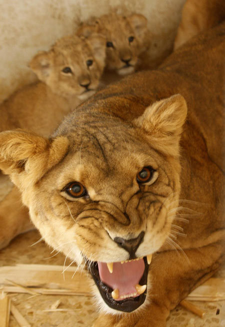 Lioness, one-month-old cubs at Jordan's zoo