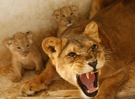 Lioness, one-month-old cubs at Jordan's zoo
