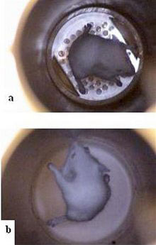 US scientists levitate mice to study low gravity