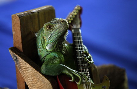 Lizard, 'Cheese' for the camera!