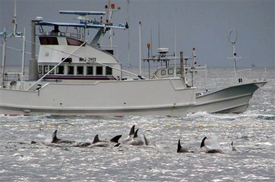 Japanese town starts dolphin hunt under global spotlight