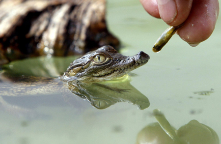 Baby crocodile at Budapest Zoo