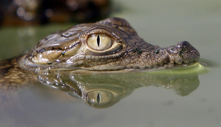 Baby crocodile at Budapest Zoo