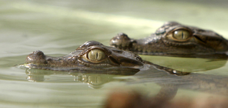 Baby crocodile at Budapest Zoo