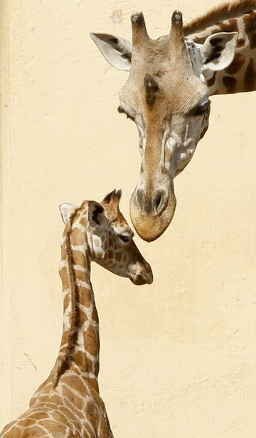 Baby giraffe in Rome