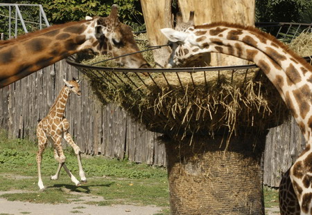 Baby giraffe in Rome