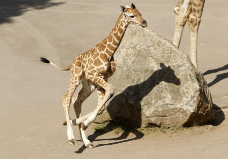 Baby giraffe in Rome