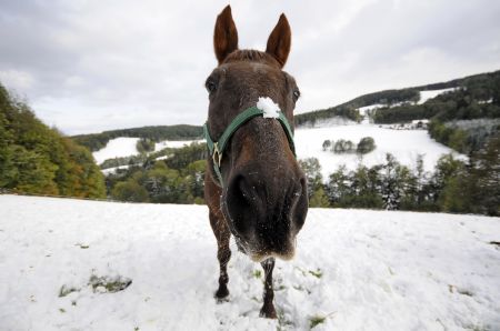 Snow blankets eastern Austria