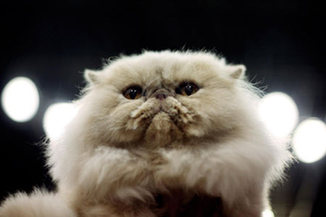 'Cats and dogs use more energy than cars'