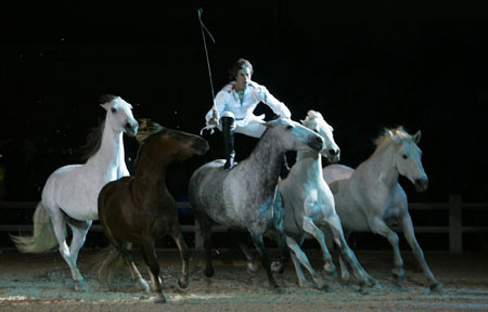 Horse's show in El Jadida