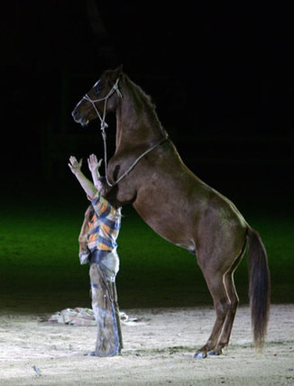 Horse's show in El Jadida