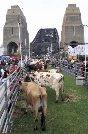 Sydney Harbor Bridge becomes grassy picnic ground