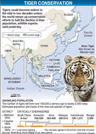 Two decades before tigers stop roaring