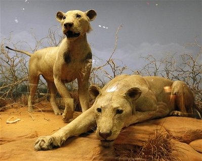 Study: Man-eating lions consumed 35 people in 1898