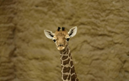 West Africa's last giraffes make surprise comeback