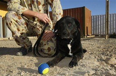 MIA dog found in Afghanistan after 14 months
