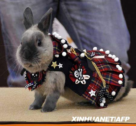 It's bunny time!