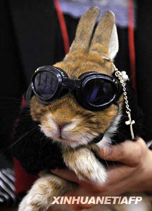 It's bunny time!