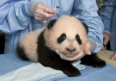Giant panda cub at San Diego Zoo named Yun Zi