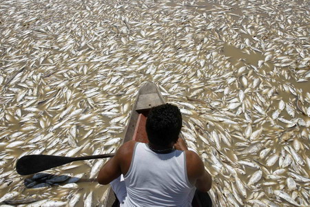 Stacks of fishes die in Amzon tributary