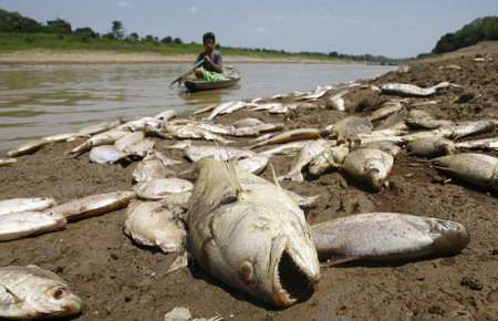 Stacks of fishes die in Amzon tributary