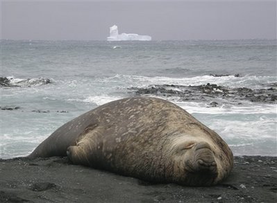 Icebergs head from Antarctica for New Zealand