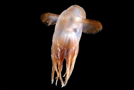 Thousands of strange creatures found deep in ocean