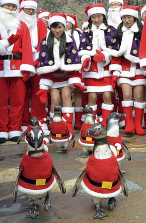 Santa penguins are coming!