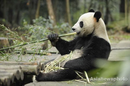 China panda couple head for Australia