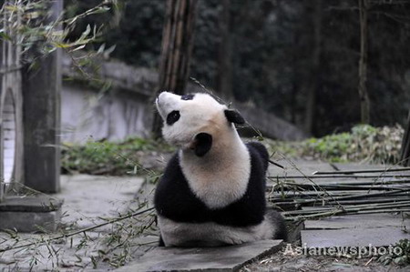 China panda couple head for Australia