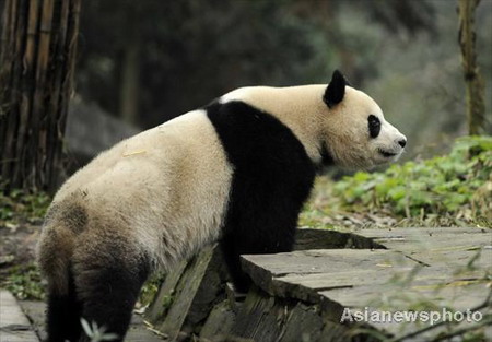 China panda couple head for Australia