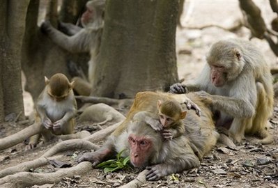 Plan to breed lab monkeys splits Puerto Rican town