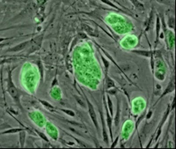 US approves first 'ethical' human stem cell lines