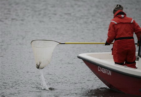 Chicago river poisoned to block feared Asian carp