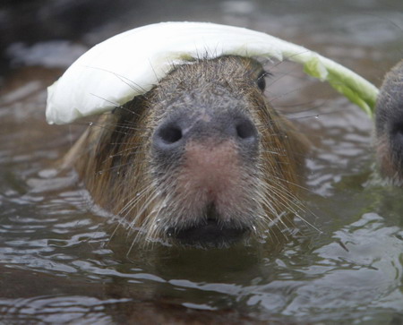 Capybaras get 'hot spa' at Japanese zoo