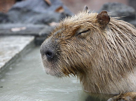 Capybaras get 'hot spa' at Japanese zoo