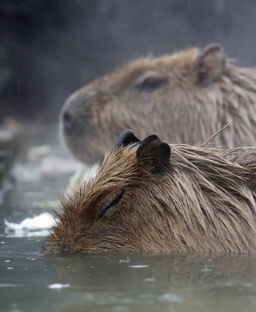 Capybaras get 'hot spa' at Japanese zoo