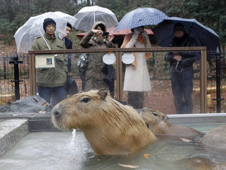 Capybaras get 'hot spa' at Japanese zoo