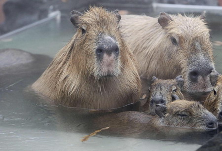 Capybaras get 'hot spa' at Japanese zoo