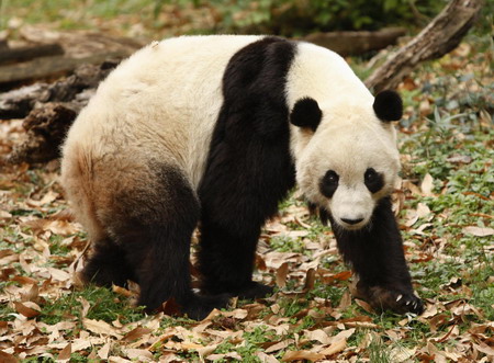 Scientists: Giant panda's genes mapped