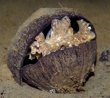 Aussie scientists find coconut-carrying octopus