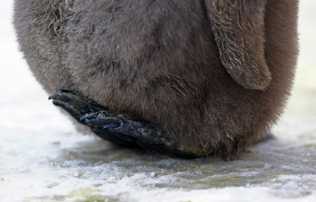 Baby king penguin dances boldly out into public life